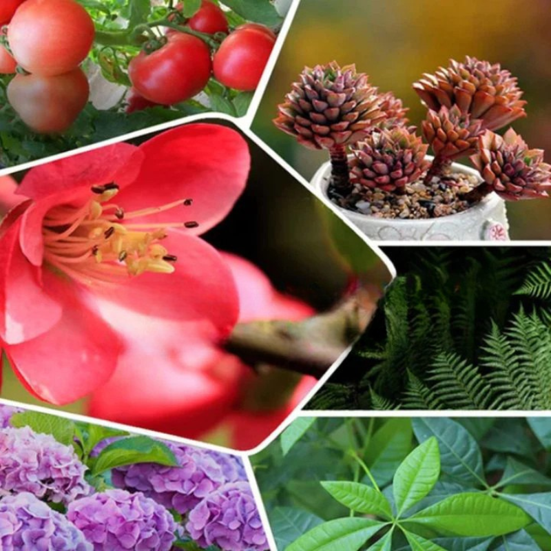 Concentrated fertilizer to naturally revive your plants