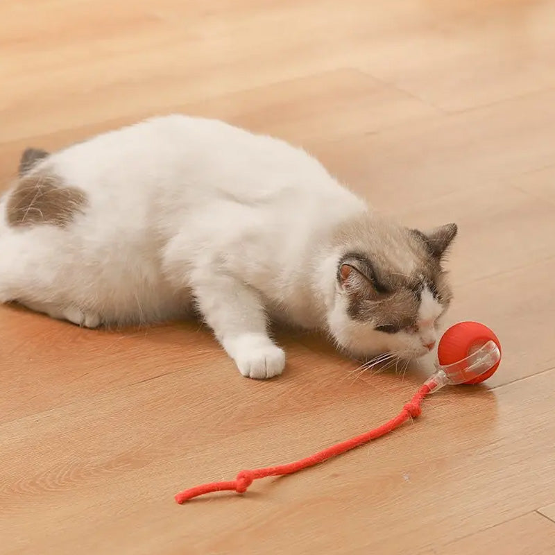 Bouncing toy for active and curious cats