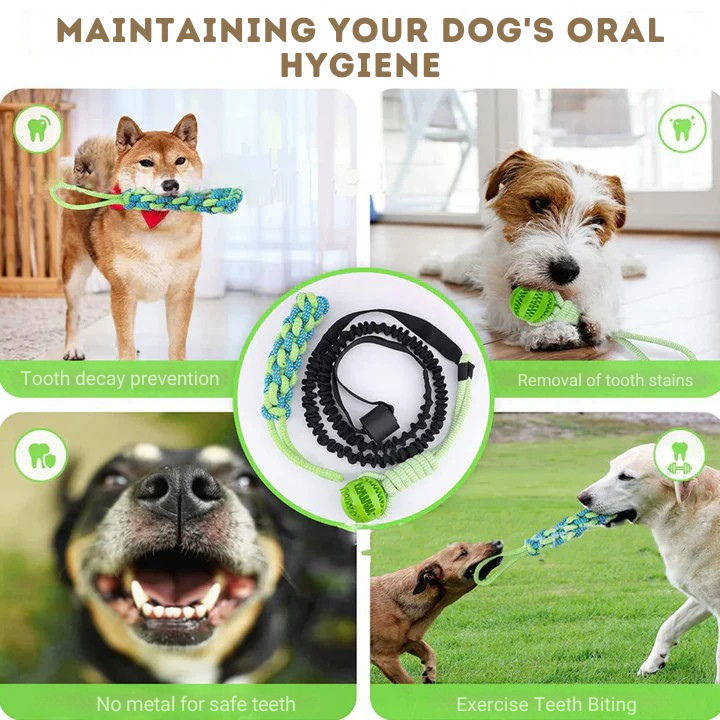 ChaseBall Jouet interactif roulant pour chien