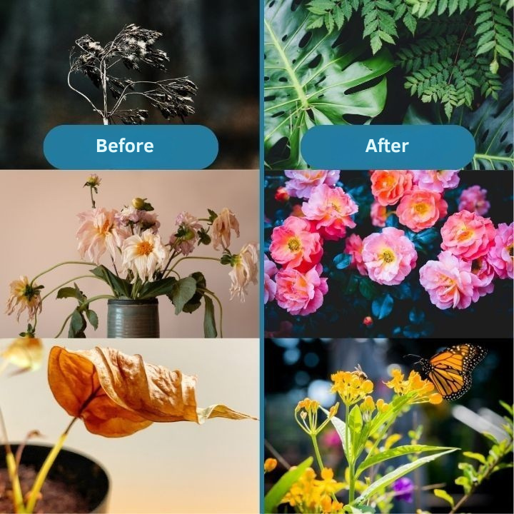 Concentrated fertilizer to naturally revive your plants