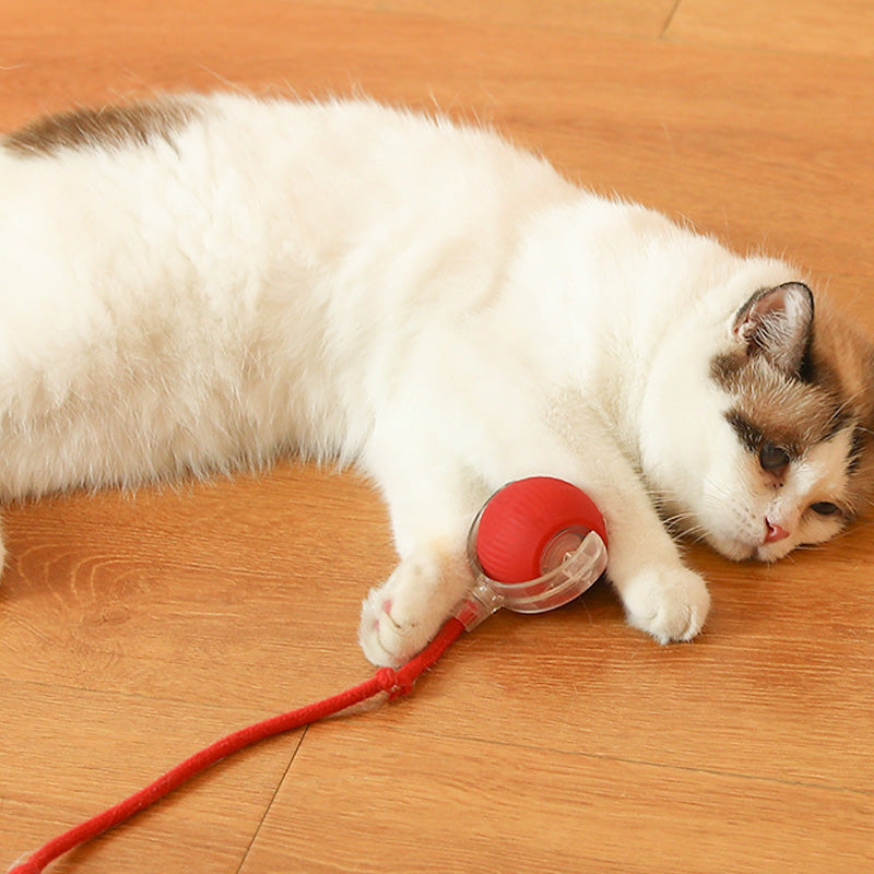 Bouncing toy for active and curious cats 
